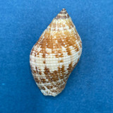 #4 Nassa francolina 38mm Palawan, Philippines