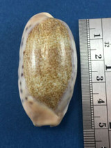 #3 Cypraea (Erronea) caurica longior BIG 49mm Great Barrier Reef Under Rocks