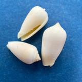 #6 Imbricaria punctata 11.5-13.8mm Palau, Carolinas