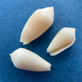 #9 Imbricaria punctata 10.7-14.2mm Palau, Carolinas