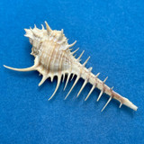 #2 Murex ternispina 70mm W/O Koh Lanta, Krabi, Phuket, Thailand