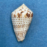 #2 Conus (Ximeniconus) perplexus 23.9mm On Sand bar, Cholla Bay, Sonora Mexico