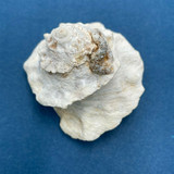 #2 Astralium pileolum 42.8mm W/O Entrance Point, Broome, W. Australia, On Rocks