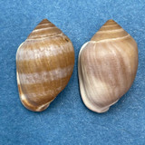 #2 Cassidula nucleus 20.2-20.4mm Great Barrier Reef, Australia Ellobiidae