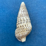 Cerithium trailli 34.5mm Port Dickson, Sembilan, Malaysia Collected 1973