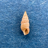 Cerithium zebrum 4.3mm Under Rocks, Near Cook's Landing Site, Tongatapu, Tonga