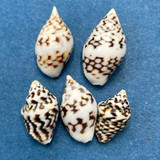 Mitrella scripts 11-15mm Sulpa Island, Cebu, Philippines Columbellidae