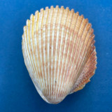 Vasticardium hyllebergi 76mm Trawled 60-80m, N.E. Sumatra, By Thai Boats