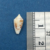 #8 Conus Ximeniconus wendrosi 11.4mm Barcadera, Aruba On Exposed Sand Bar