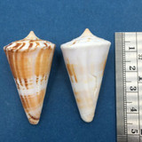 #5 Conus voluminalis macarae Set x2 43-44mm Dived On Reef 5-10m Cuyo Philippines