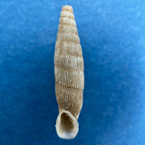 #1 Albinaria spratti 22.3mm Near Zoniana Nach Anoyia, Crete Clausiliidae