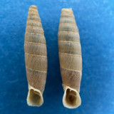 Albinaria ulrikae 19.4mm Von Ahlada Nach Rodia, Nom Irakliou, Crete