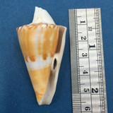 #3 Conus voluminalis 49.5mm W/O Attachment Masbate, Philippines Netted 12-15m