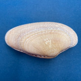 Paratapes undulatus 75.8mm From Fishermen, Phan Thiet, Vietnam F+++