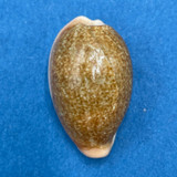 #5 Cypraea (Erronea) ovum chrysostoma 23.8mm F+ Calapan, Philippines, 1955