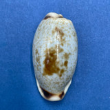 #5 Cypraea (Erronea) cylindrica 25.7mm F+ Port Curtis, Australia 1957