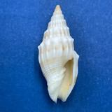 #9 Vexillum coronatum 20.8 F++ Shallow Water Sand, Asan, Guam