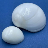 Polinices tumidus 14-23mm F+-F++ W/O Snorkel, Shallow, Palawan, Philippines