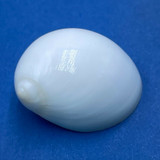 Polinices flemingianus 28.2mm F++ W/O Snorkel 3-6' Panglao Is. Philippines