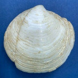 #3 Lucina pensylvanica 37.5mm F Shallow Water Sand, Stock Is. Florida Keys