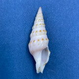 #2 Imaclava pilsbryi 26.2mm F Gobernadora Island, Panama Turridae