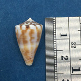 #4 Conus gladiator 20.4mm W/Operculum Playa Hermosa Costa Rica