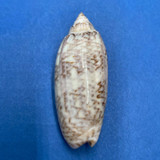 #9 Oliva sayana 42.9mm F+ Bush Key, Dry Tortugas, Florida 1939