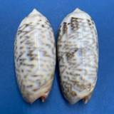 #2 Oliva irisans 48-50mm F One Has Hole, Mauke, Cook Islands, 1950