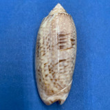 #10 Oliva sayana 43.8mm F+ Bush Key, Dry Tortugas, Florida 1939