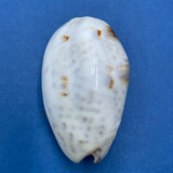 #7 Oliva bulbosa 45.4mm F++ Mozambique