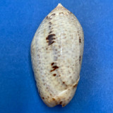 #6 Oliva incrassata 45.2mm F+ Adair Bay, Mexico, In Sand, Low Tide, 1965