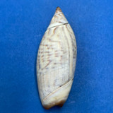 #1 Agaronia testacea 45mm F Gulf of California, Mexico Olividae