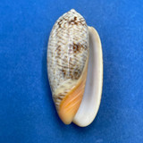 #1 Oliva reticulata f. evania 36.1mm F+ Philippines 1955