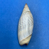 #4 Agaronia testacea 43.4mm F Gulf of California, Mexico Olividae