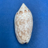 #9 Oliva reticularis 35.2mm F Nassau, Bahamas