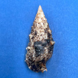 #8 Cerithium maculosum 41mm F++ Guaymas, Mexico