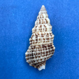 #4 Cerithium eburneum 23.7mm F++ Champoton, Gulf Of Campeche, Mexico