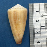 #2 Conus furvus 37mm Culion, Palawan, Philippines, Collected 1976