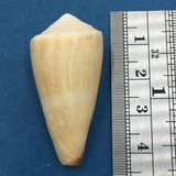 #1 Conus furvus 39.9mm Culion, Palawan, Philippines, Collected 1976