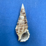 #7 Cerithium atratum 32.2mm F++ Sarasota Bay, Florida