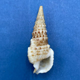 #2 Cerithium gemmatum 32mm F+ Panama Bay, 1957