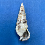 #6 Cerithium eburneum 30.8mm F++ Champoton, Gulf Of Campeche, Mexico