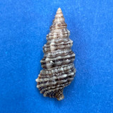 #4 Cerithium dialeucum 20.5mm F++ Misaki, Kangagawa Pref. Japan