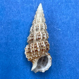 #22 Cerithium muscarum 19.6mm F++ Sarasota Bay, Florida