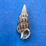 #6 Cerithium muscarum 19.8mm F++ Sarasota Bay, Florida