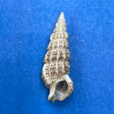 #17 Cerithium muscarum 20.6mm F++ Sarasota Bay, Florida