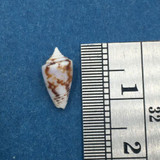 #15 Conus Ximeniconus wendrosi 10.7mm Barcadera, Aruba On Exposed Sand Bar