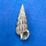 #5 Cerithium muscarum 20.4mm F++ Sarasota Bay, Florida