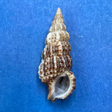 #18 Cerithium muscarum 21.8mm F++ Sarasota Bay, Florida
