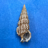 #34 Cerithium muscarum 20.9mm F++ Florida, 1955